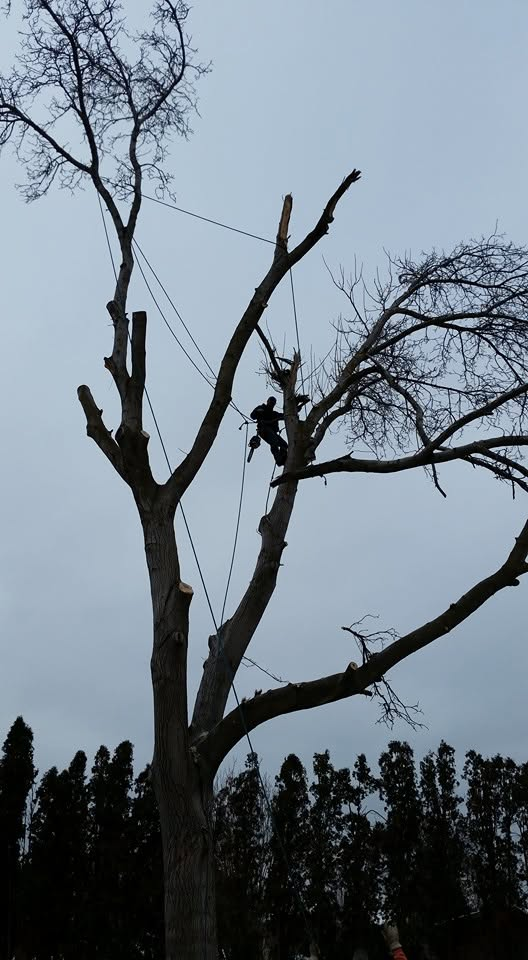 tall-TRE-tree-removal.webp