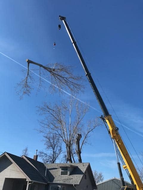 tree removal