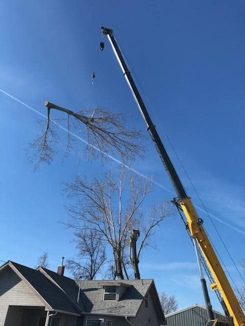 tree-removal.webp